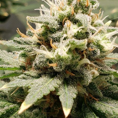 Tanjarina 60x60 growlog timeline photo