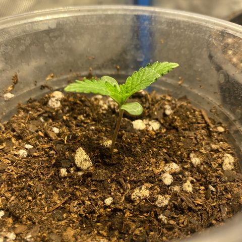Lemon ram growlog timeline photo
