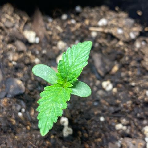 Lemon ram growlog timeline photo