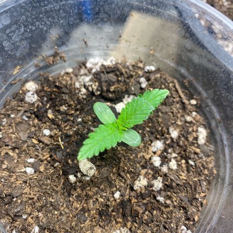 Lemon ram growlog timeline photo