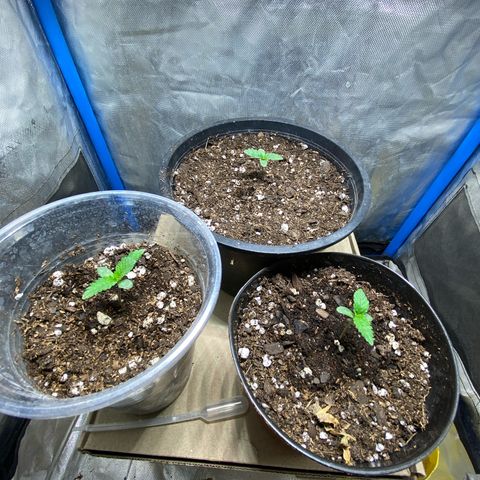 Lemon ram growlog timeline photo