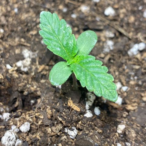 Lemon ram growlog timeline photo