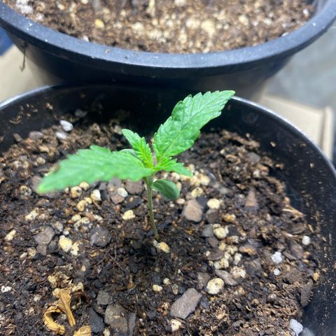 Lemon ram growlog timeline photo