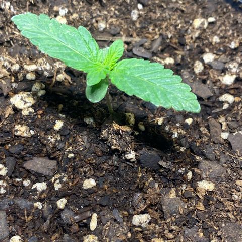 Lemon ram growlog timeline photo