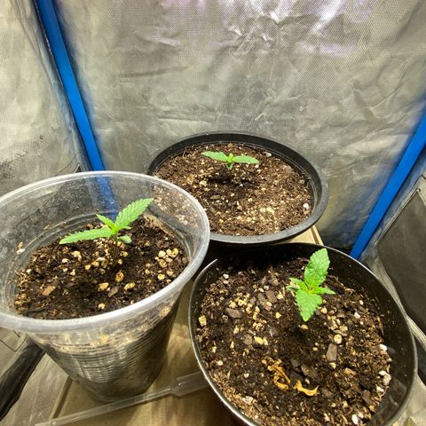 Lemon ram growlog timeline photo
