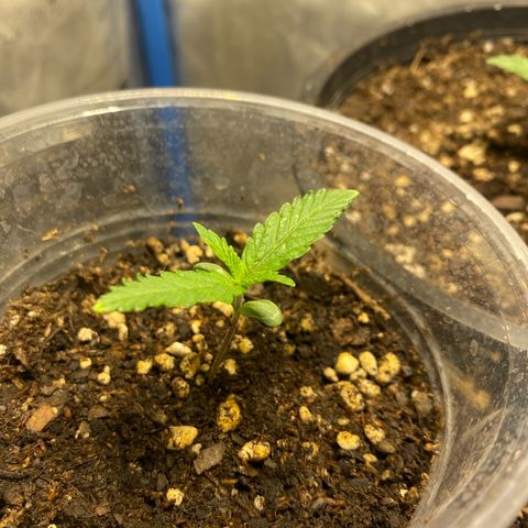 Lemon ram growlog timeline photo