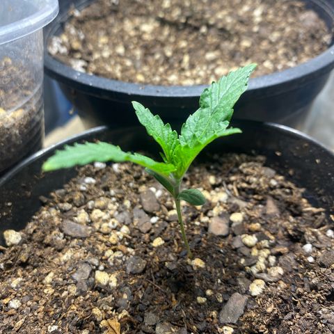 Lemon ram growlog timeline photo