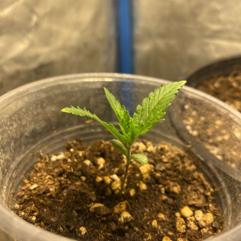 Lemon ram growlog timeline photo