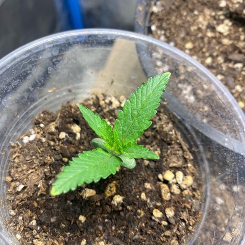 Lemon ram growlog timeline photo