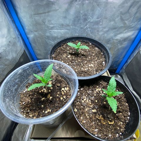 Lemon ram growlog timeline photo