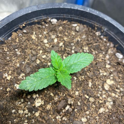 Lemon ram growlog timeline photo