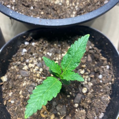 Lemon ram growlog timeline photo