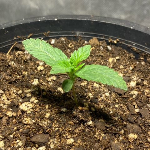 Lemon ram growlog timeline photo