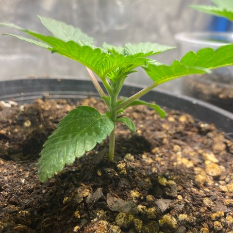 Lemon ram growlog timeline photo