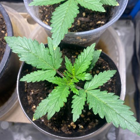 Lemon ram growlog timeline photo