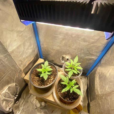 Lemon ram growlog timeline photo