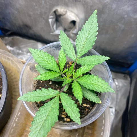 Lemon ram growlog timeline photo