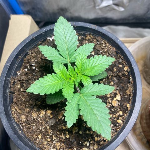 Lemon ram growlog timeline photo