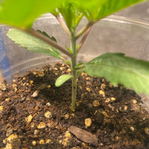 Lemon ram growlog timeline photo