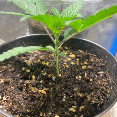 Lemon ram growlog timeline photo