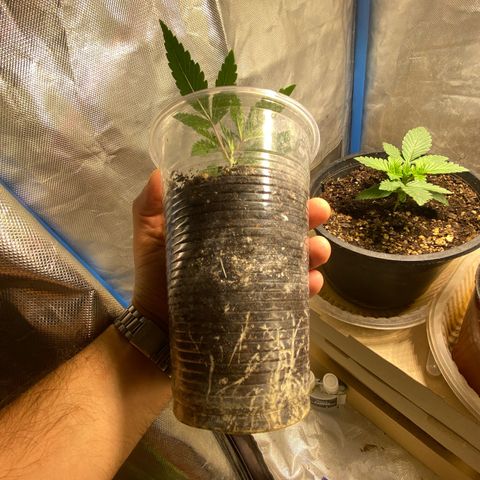 Lemon ram growlog timeline photo