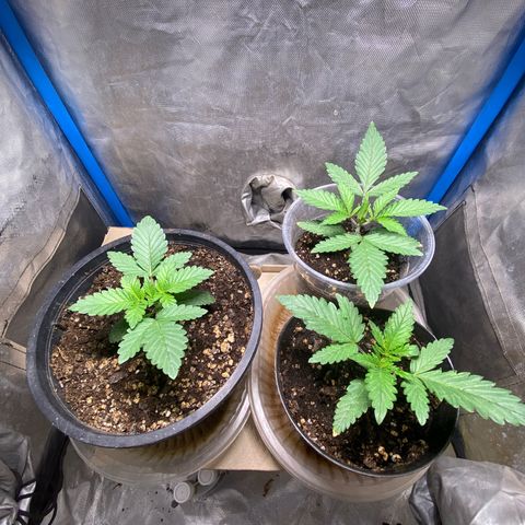 Lemon ram growlog timeline photo