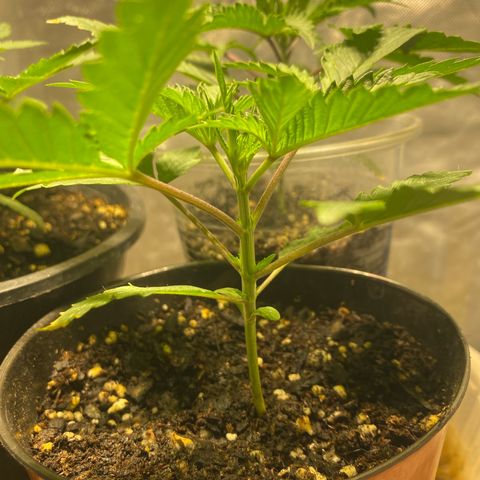 Lemon ram growlog timeline photo