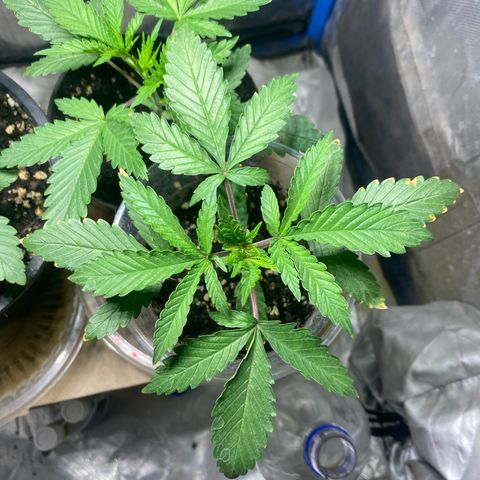 Lemon ram growlog timeline photo