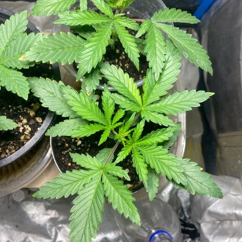 Lemon ram growlog timeline photo