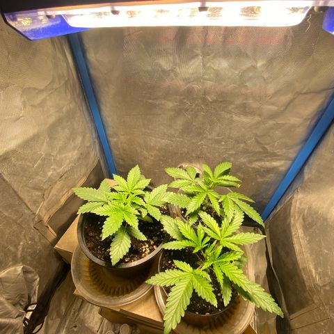Lemon ram growlog timeline photo