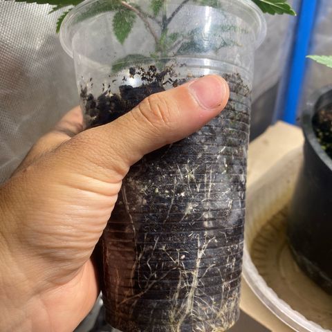 Lemon ram growlog timeline photo