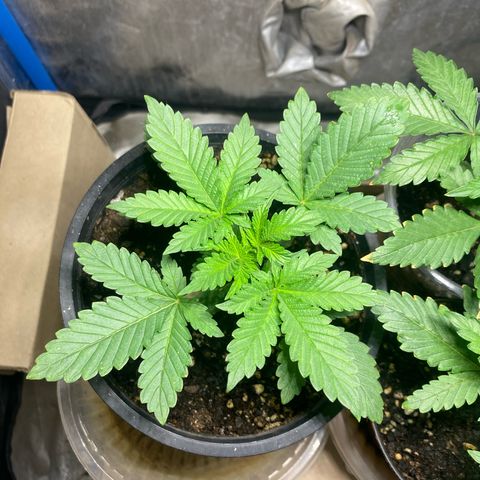 Lemon ram growlog timeline photo