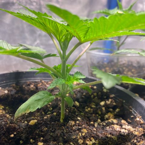 Lemon ram growlog timeline photo