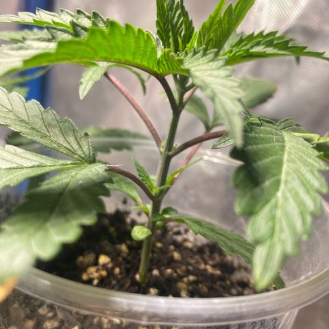 Lemon ram growlog timeline photo