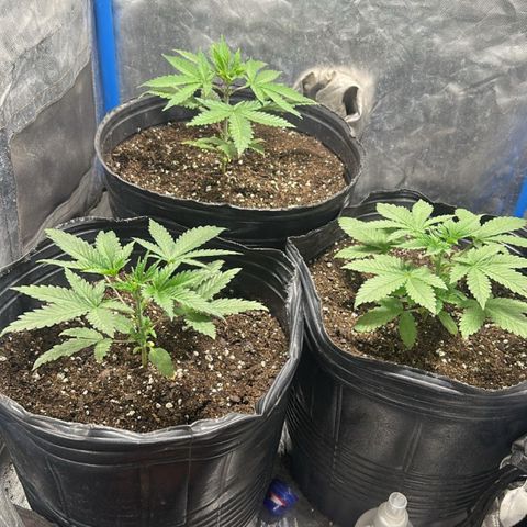 Lemon ram growlog timeline photo