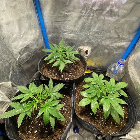 Lemon ram growlog timeline photo
