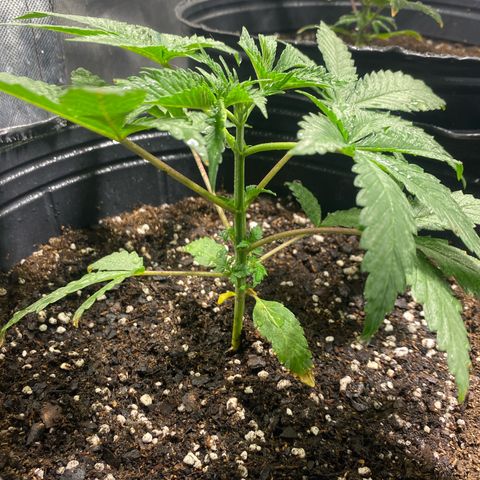 Lemon ram growlog timeline photo