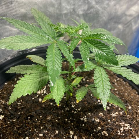 Lemon ram growlog timeline photo