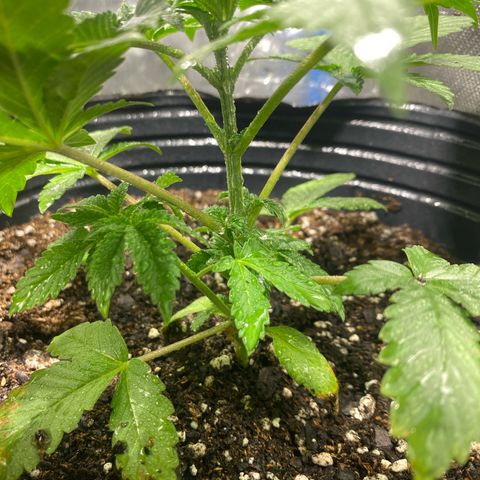 Lemon ram growlog timeline photo