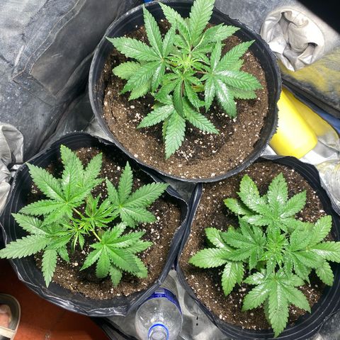Lemon ram growlog timeline photo