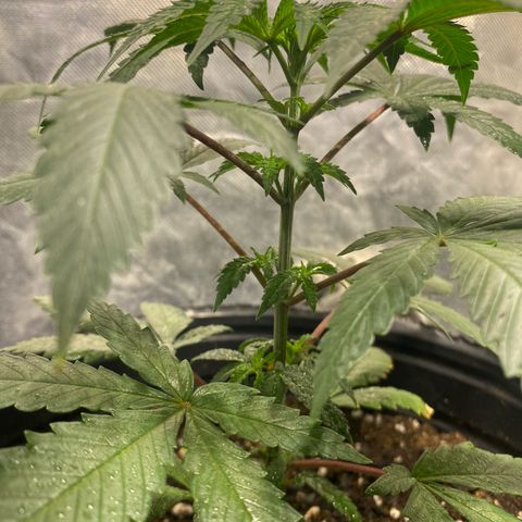 Lemon ram growlog timeline photo