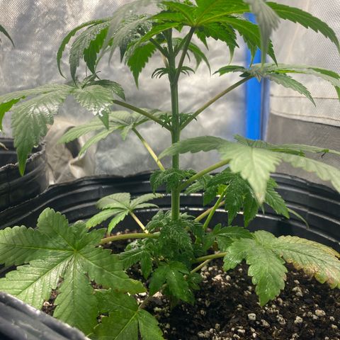 Lemon ram growlog timeline photo