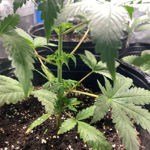 Lemon ram growlog timeline photo