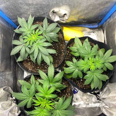 Lemon ram growlog timeline photo
