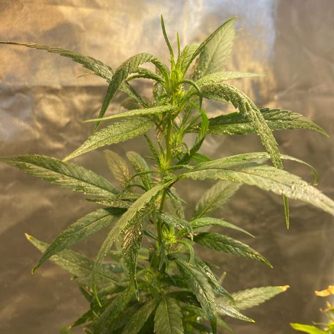 Lemon ram growlog timeline photo