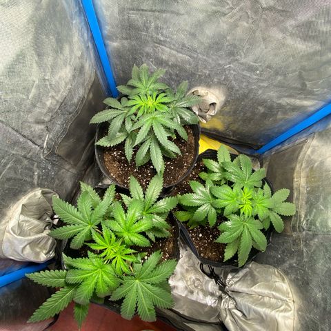 Lemon ram growlog timeline photo