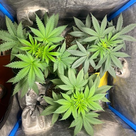 Lemon ram growlog timeline photo