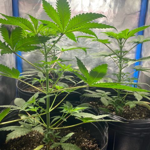 Lemon ram growlog timeline photo