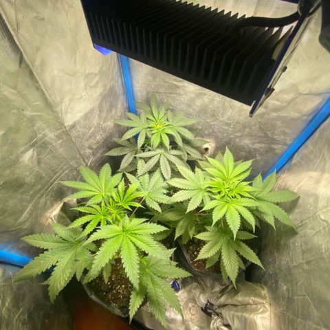 Lemon ram growlog timeline photo