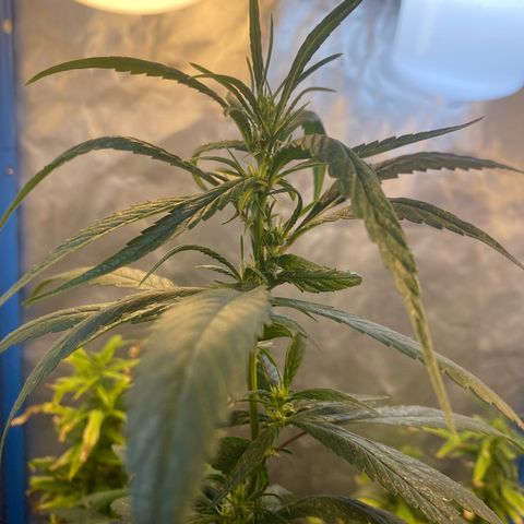 Lemon ram growlog photo: Flora